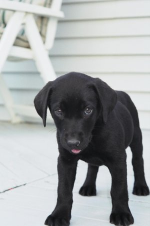 Black lab puppy with tongue hanging out